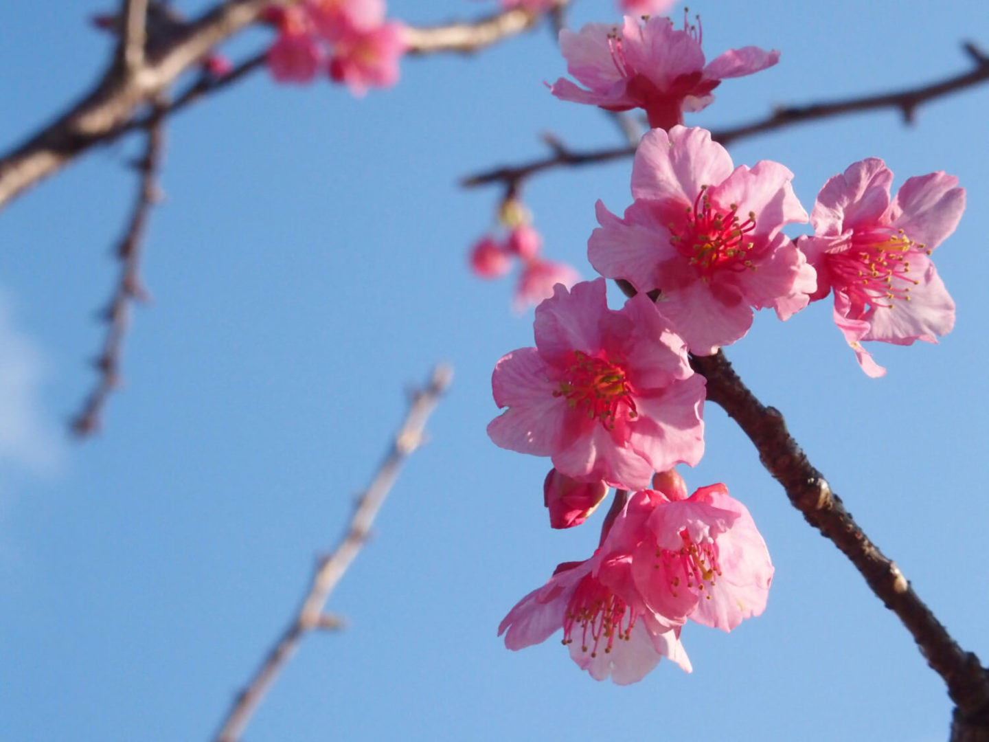 Toi Sakura