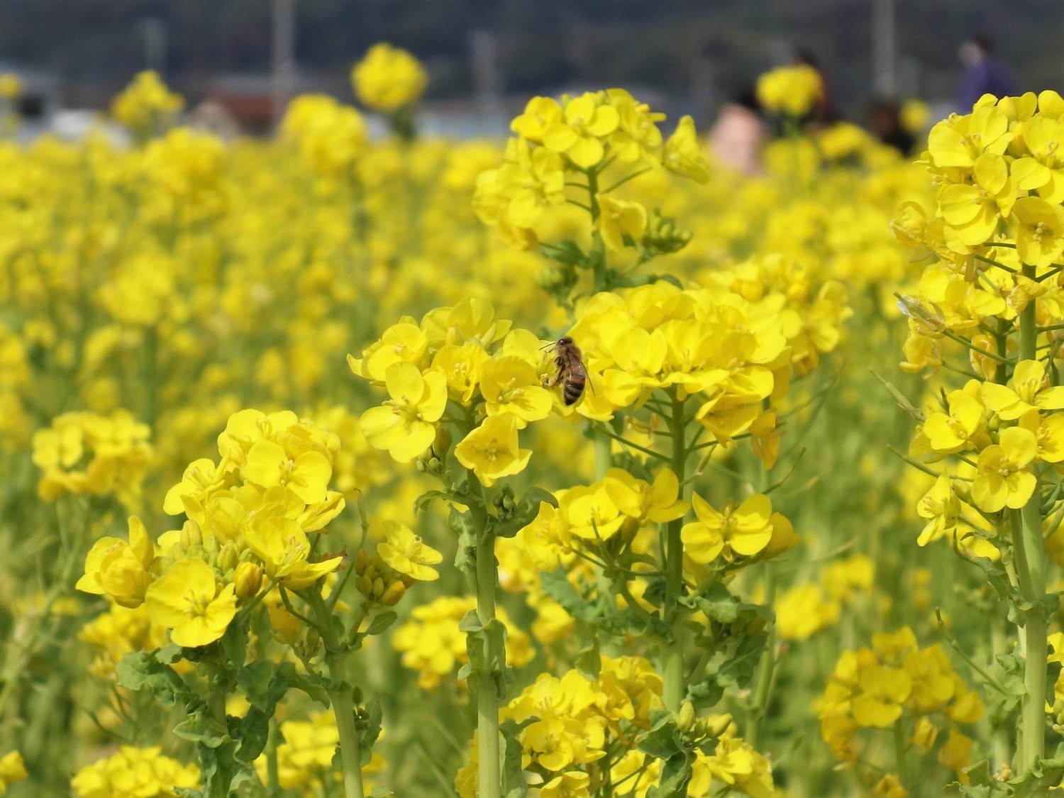 Bee found in canola flower field