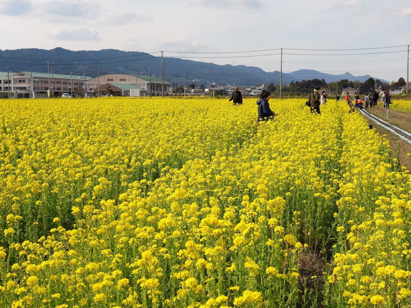 Canola flower field