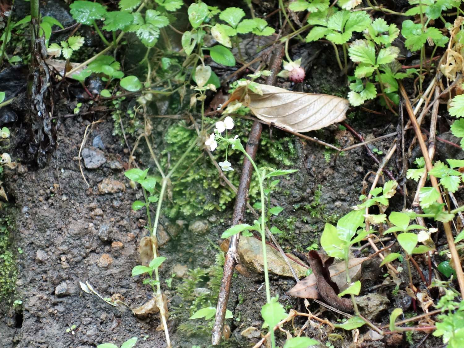 “Hakuzan Hatazao” (Arabis gemmifera)