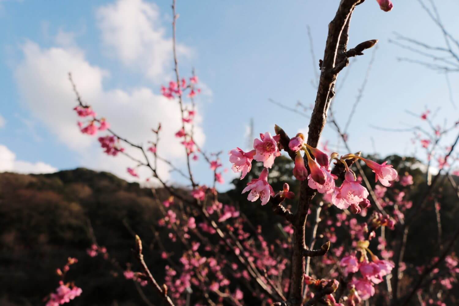 土肥桜