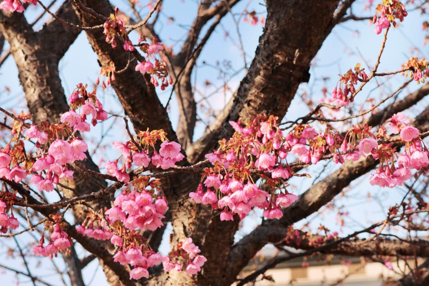 Toi sakura flowers