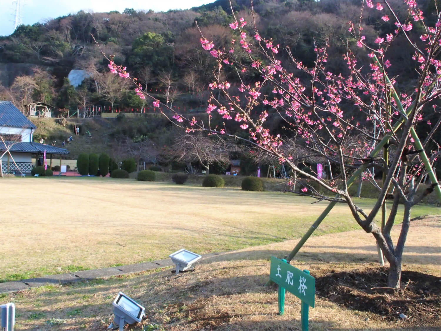 Toi Sakura tree