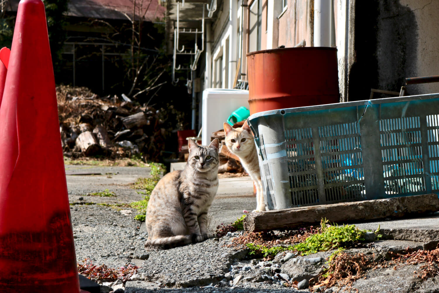 Cats near Yumichi