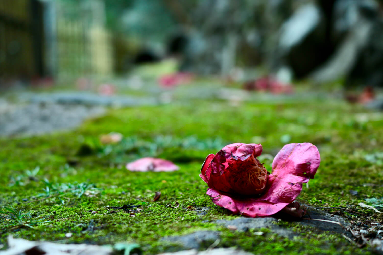 Tsubaki (camellia) flower along the Yumichi