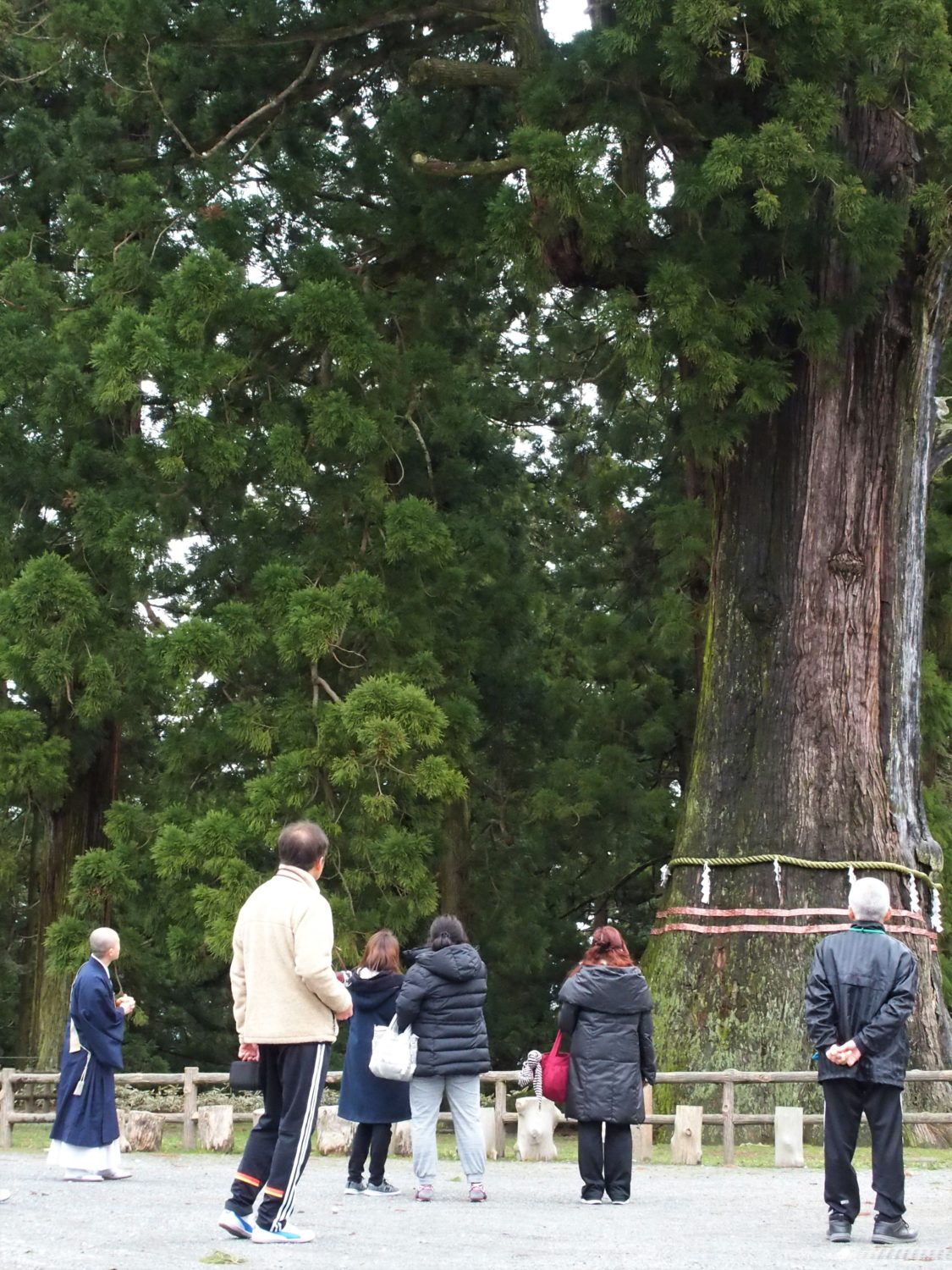 Thousand Year Cedar of Kiyosumi