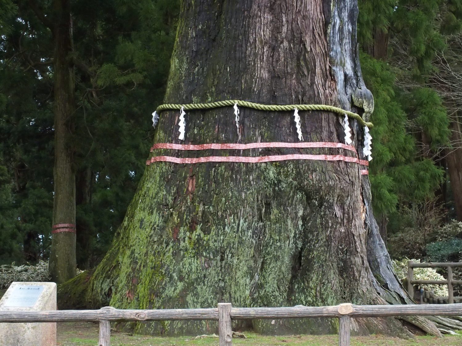 Thousand Year Cedar of Kiyosumi