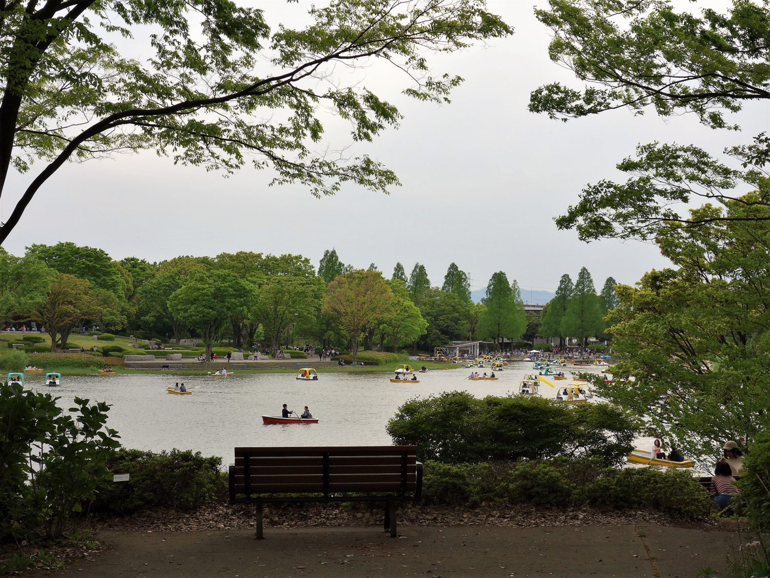 昭和記念公園　水鳥の池
