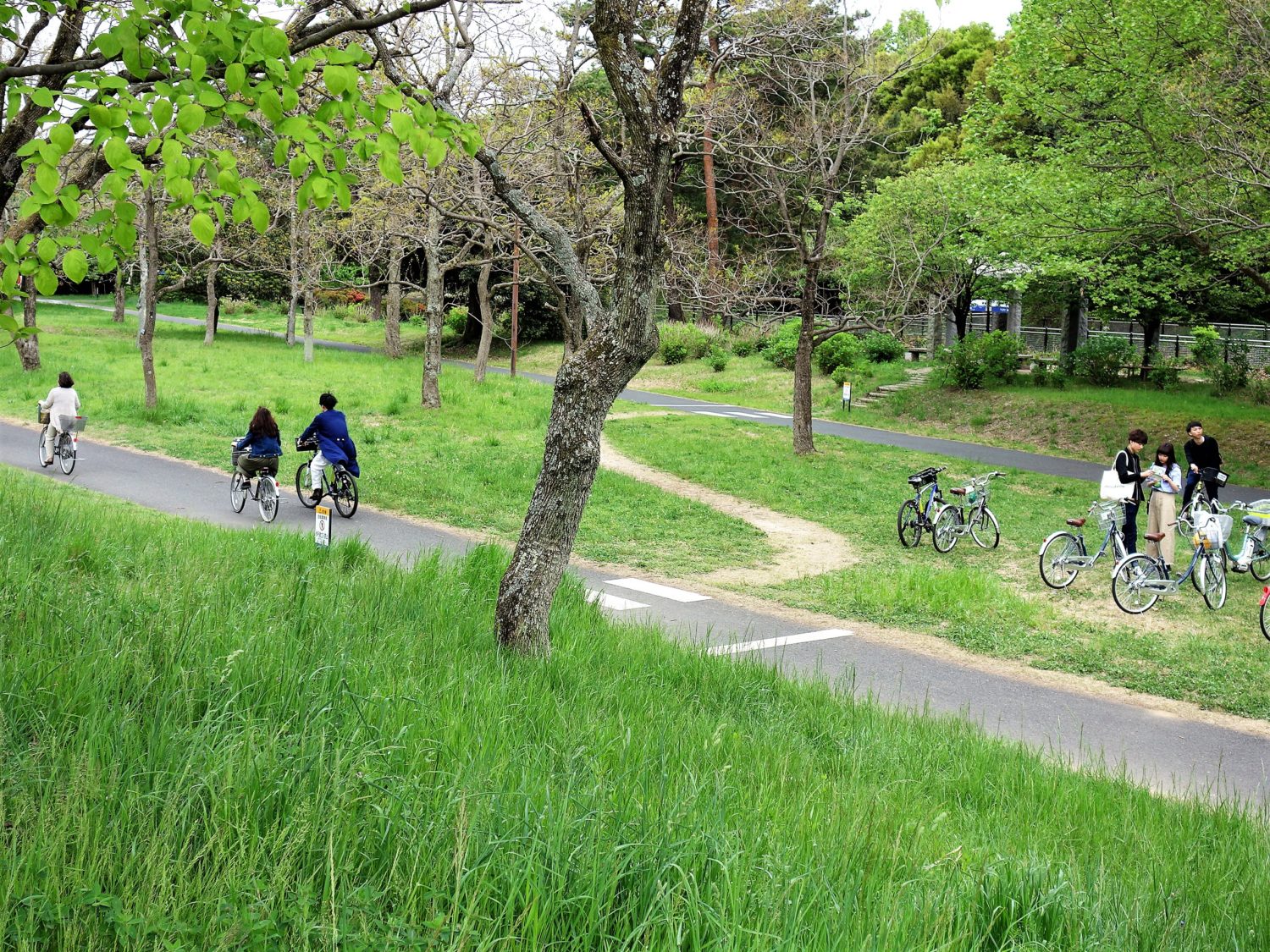 昭和記念公園　自転車道　レンタサイクル