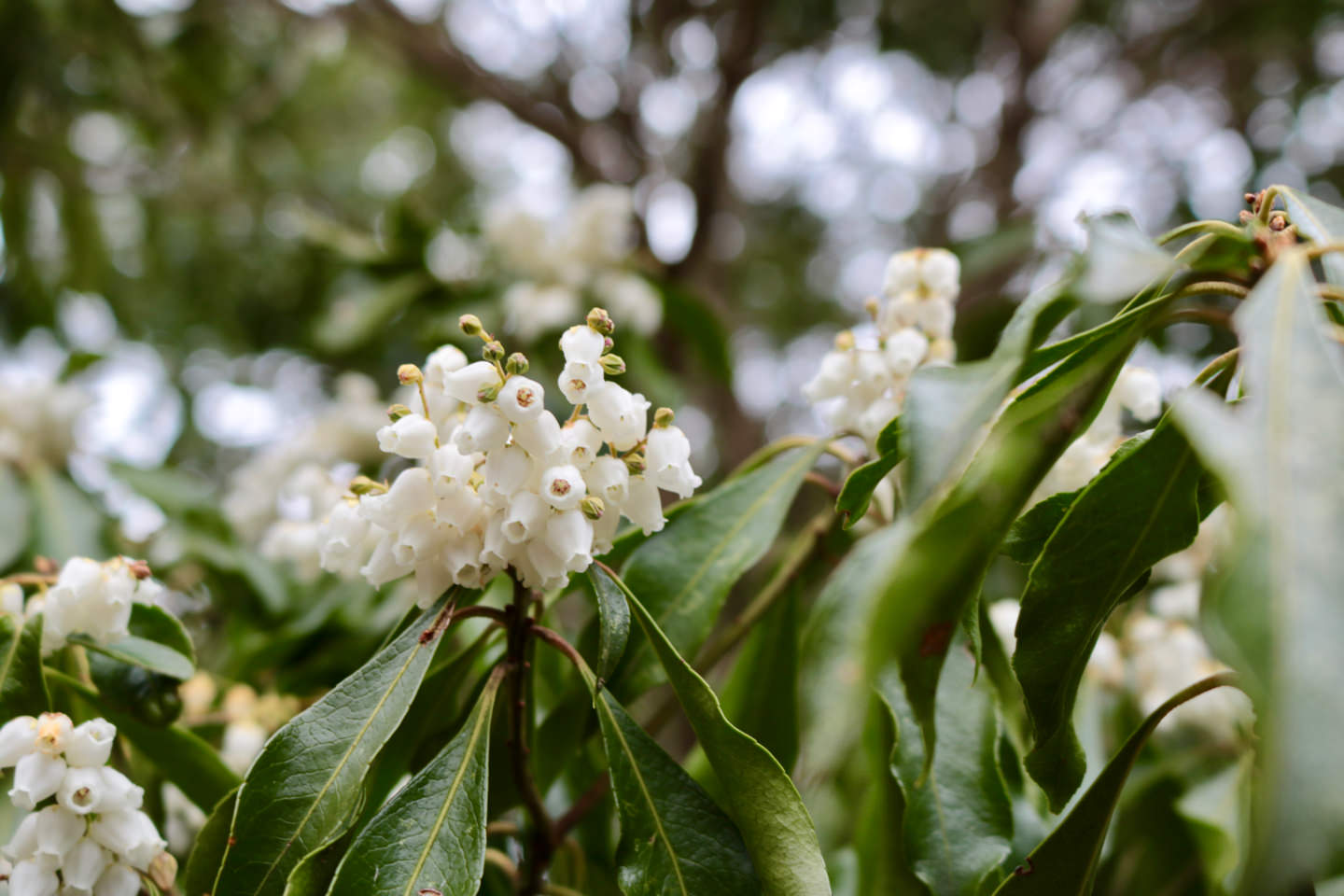 Flowers found along the path leading to Nomizo Falls