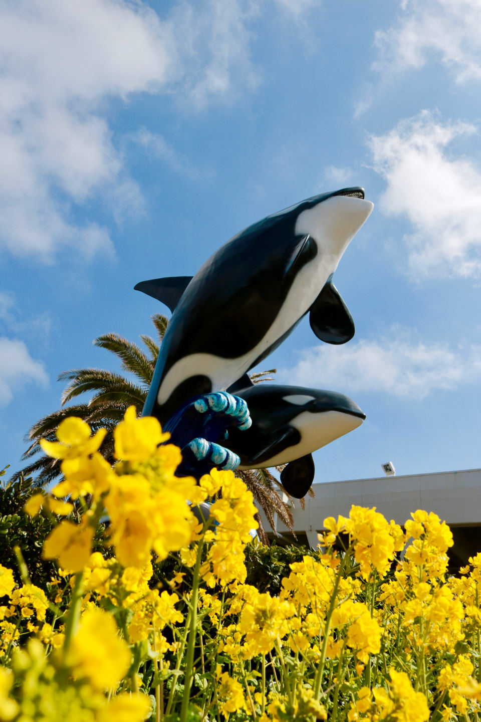 Canola flowers and killer whale statues at the entrance to Kamogawa Sea World