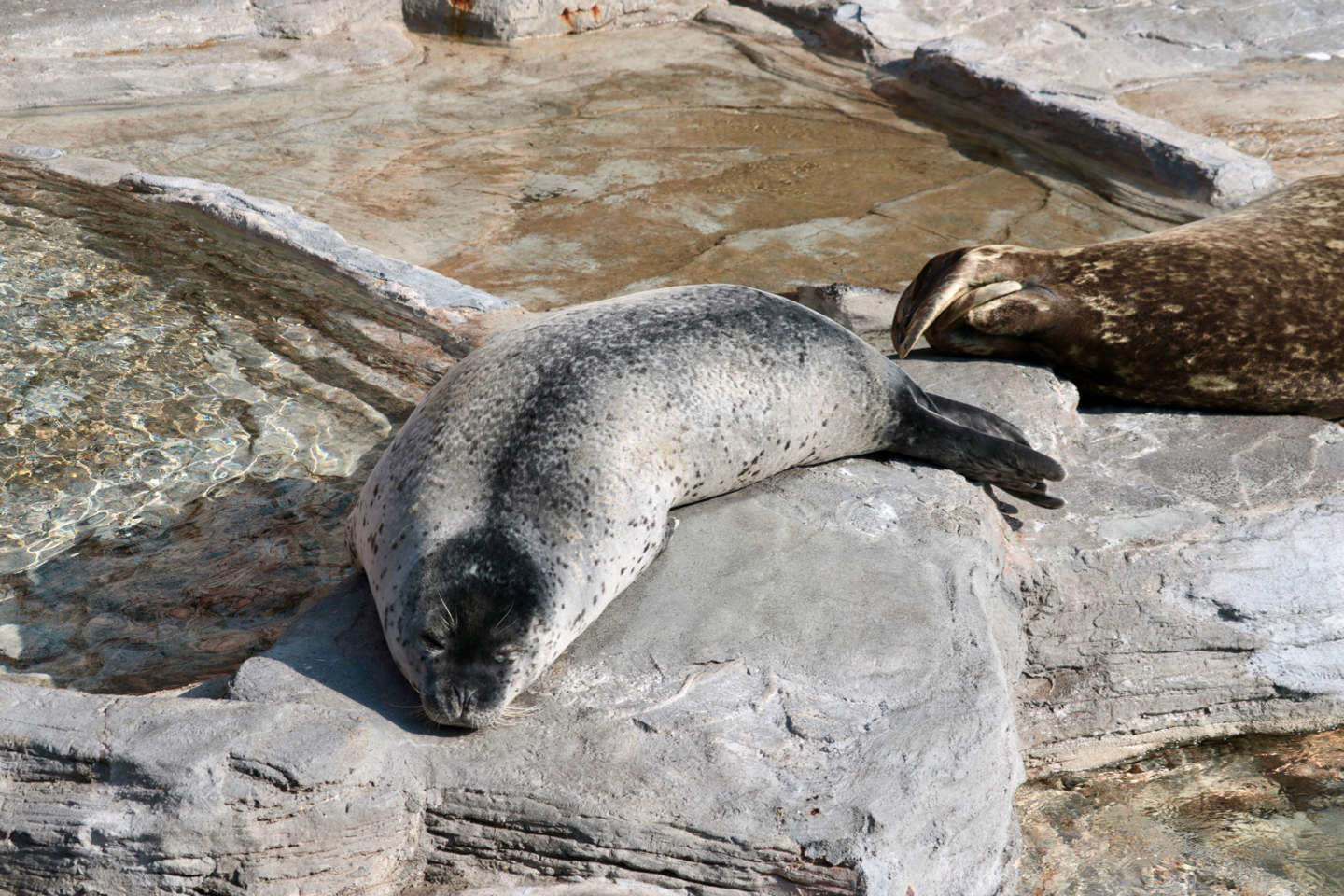 Spotted seal