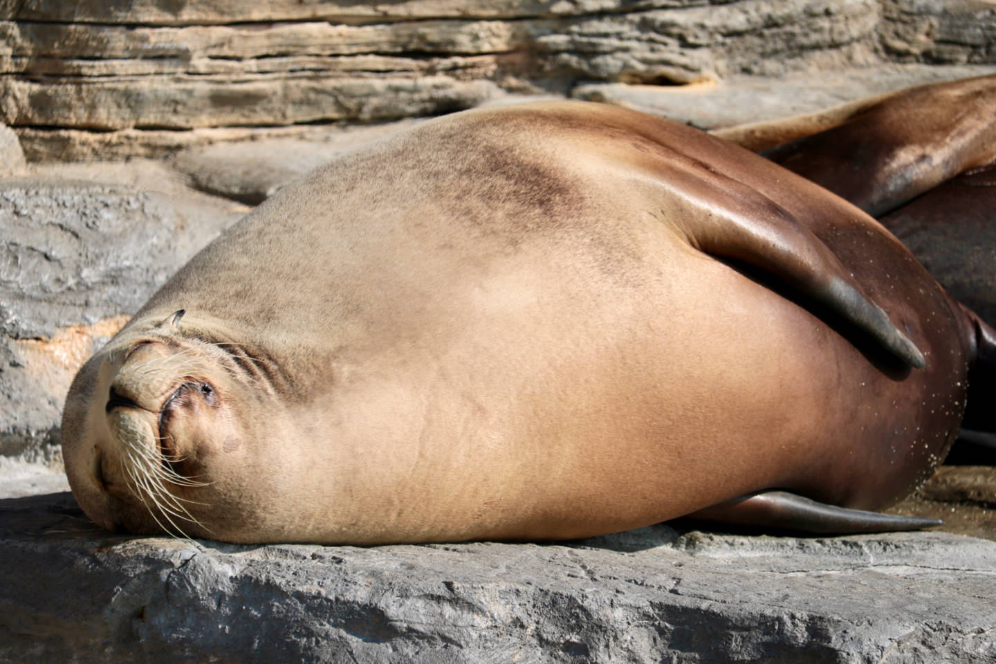 Steller sea lion