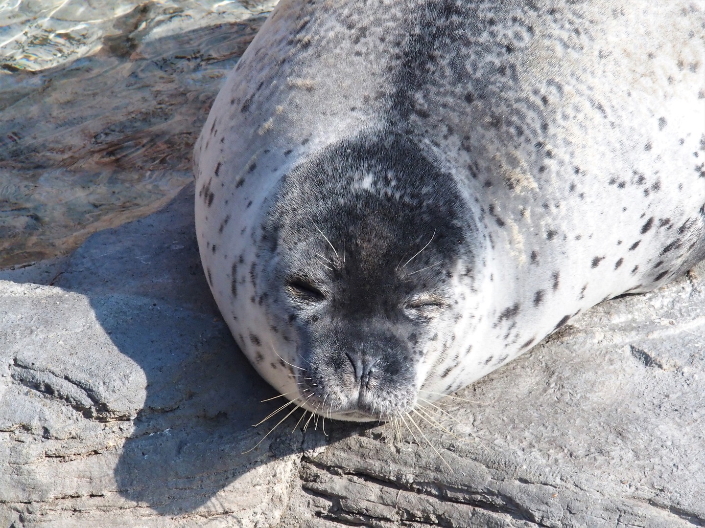 Spotted seal