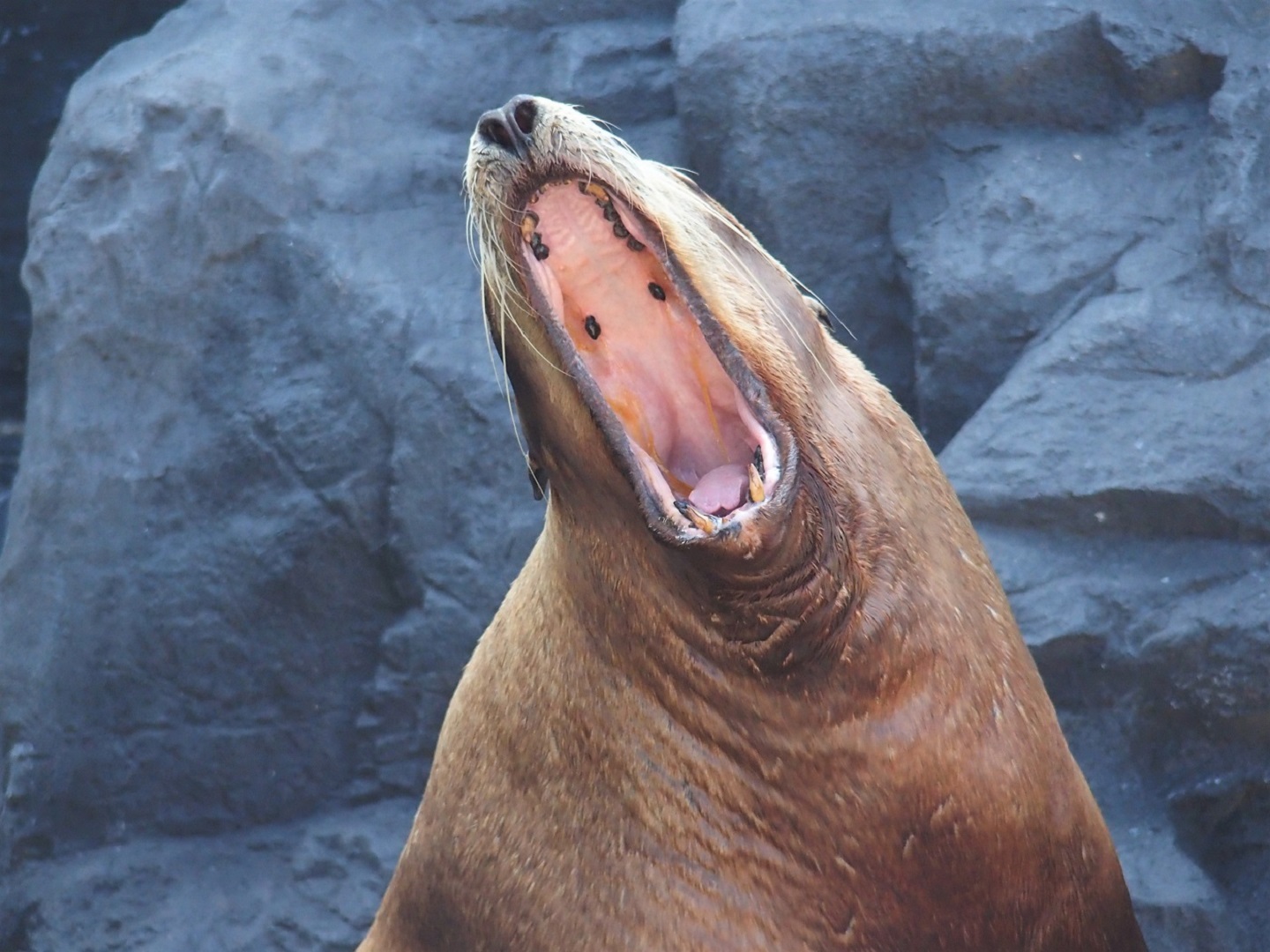 Steller sea lion