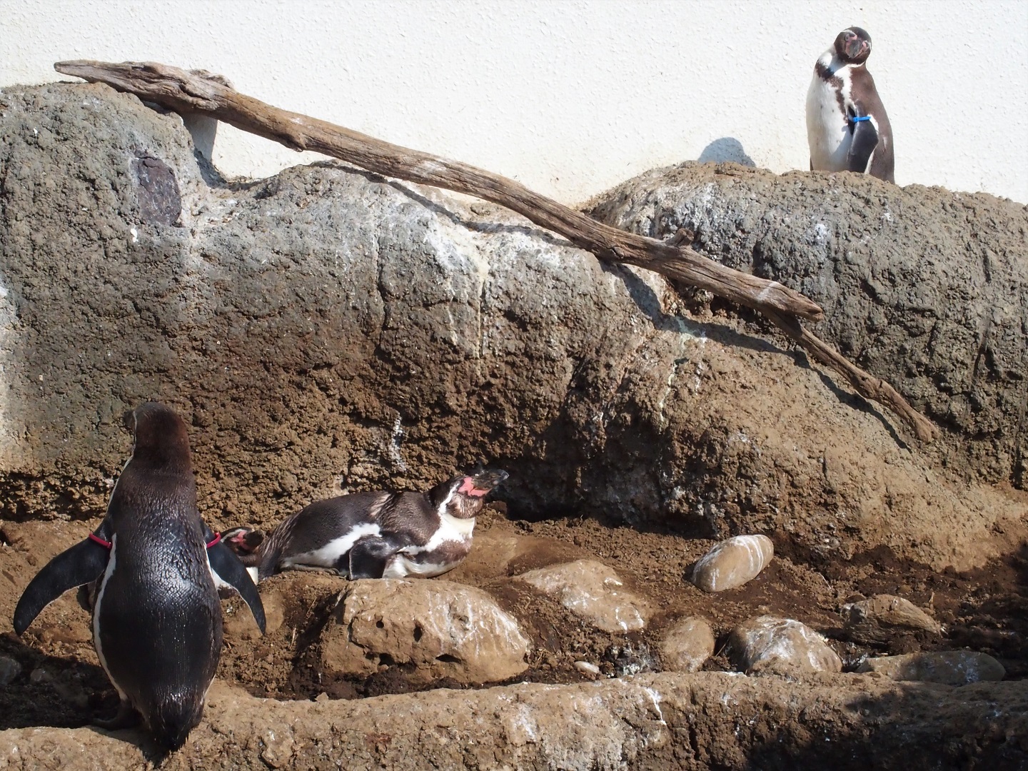 Humboldt penguins