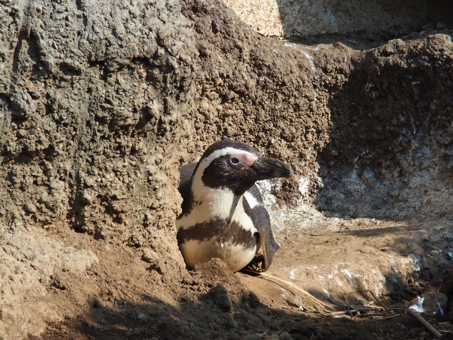 Humboldt penguin