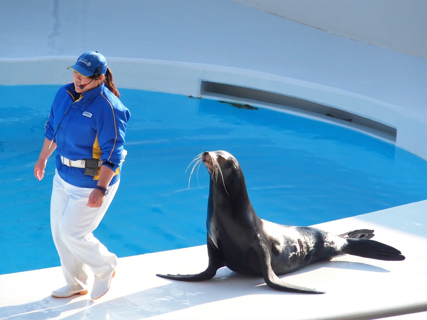 Sea lion during performance