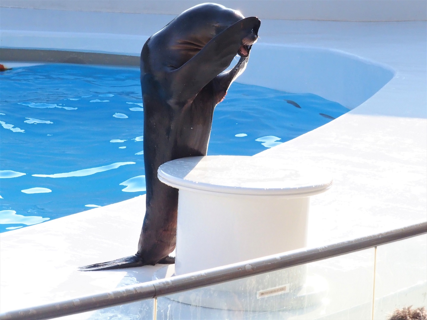Sea lion during performance