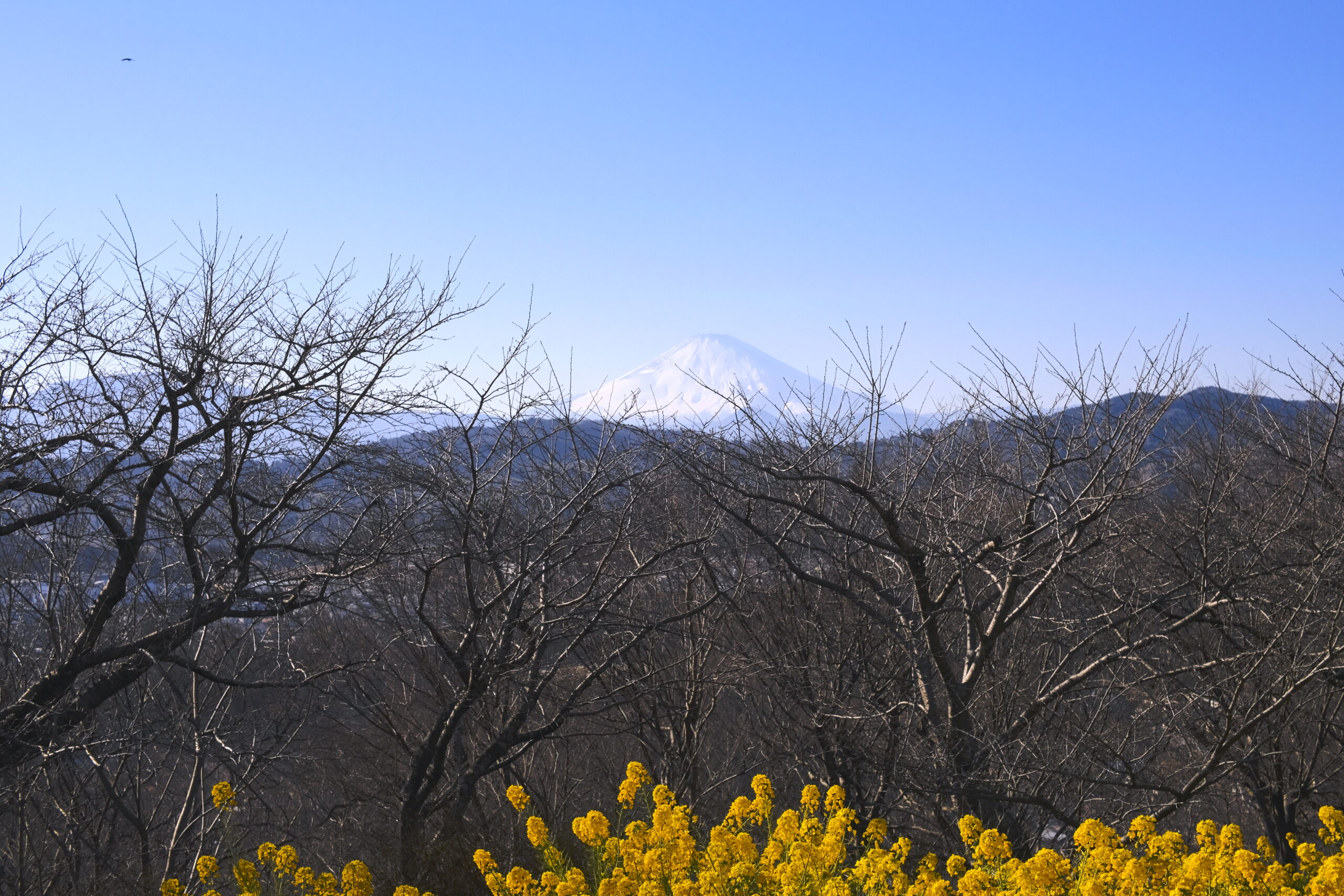 菜の花と富士山の写真