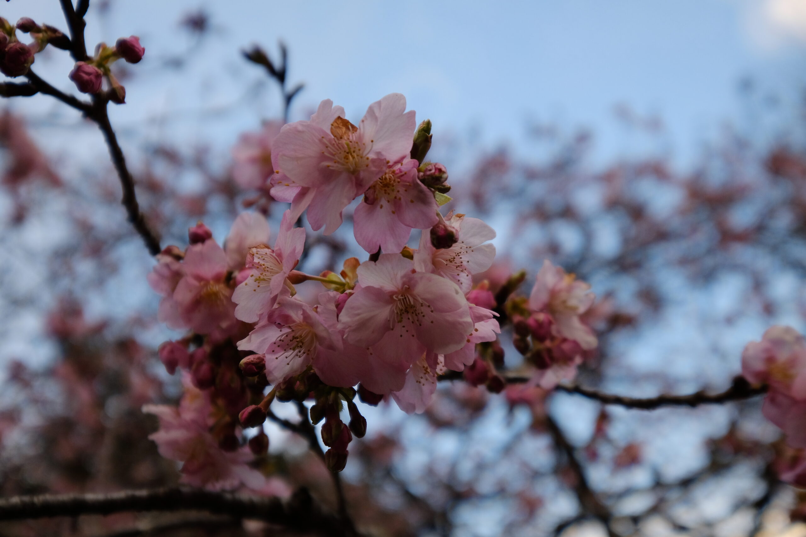 城山公園内の河津桜