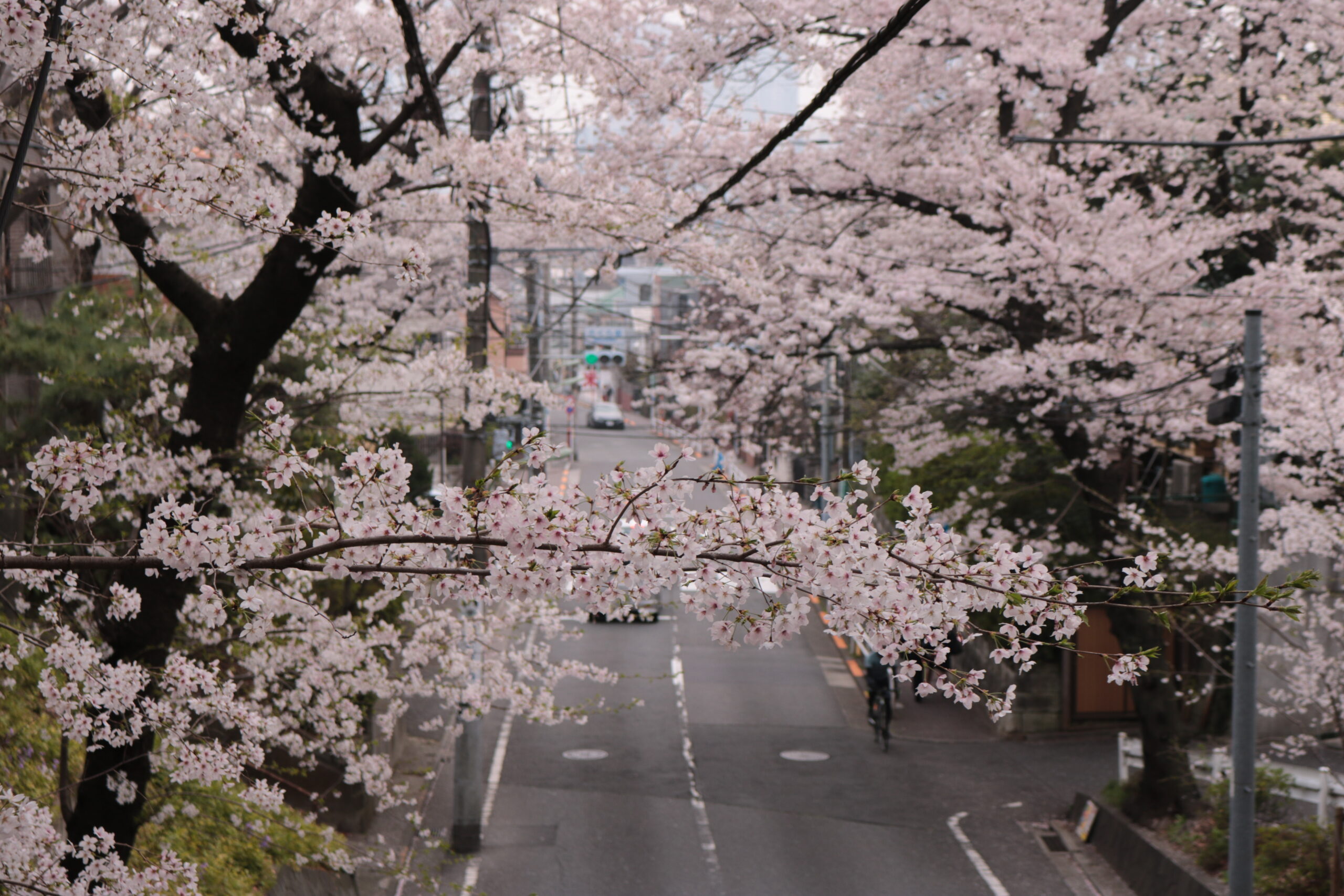 桜坂の桜並木