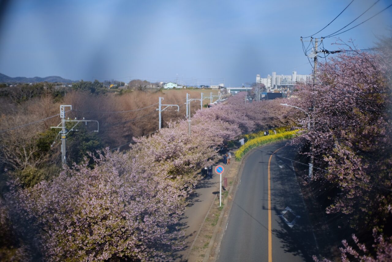 三浦海岸河津桜並木