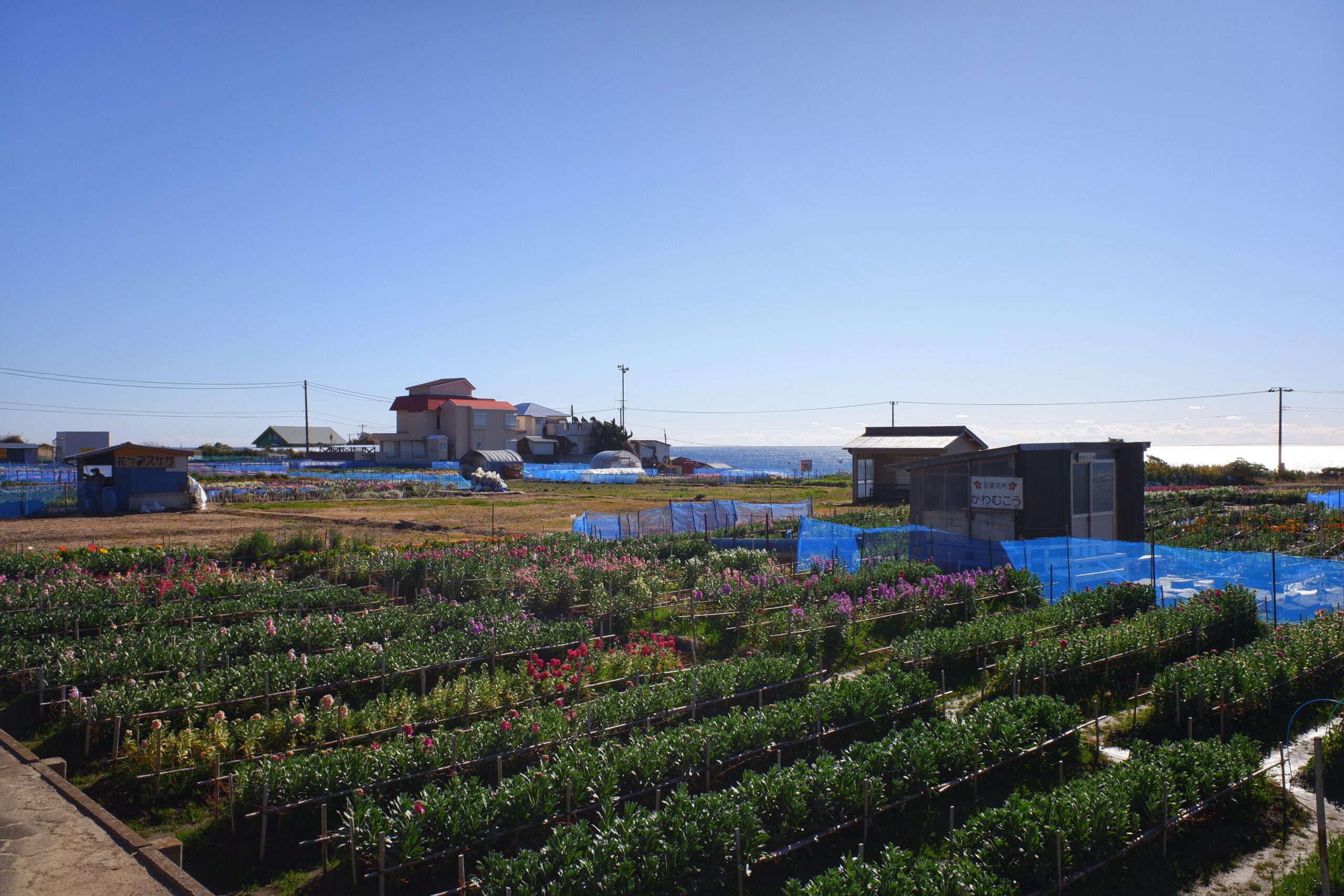 Shiramazu Flower Fields