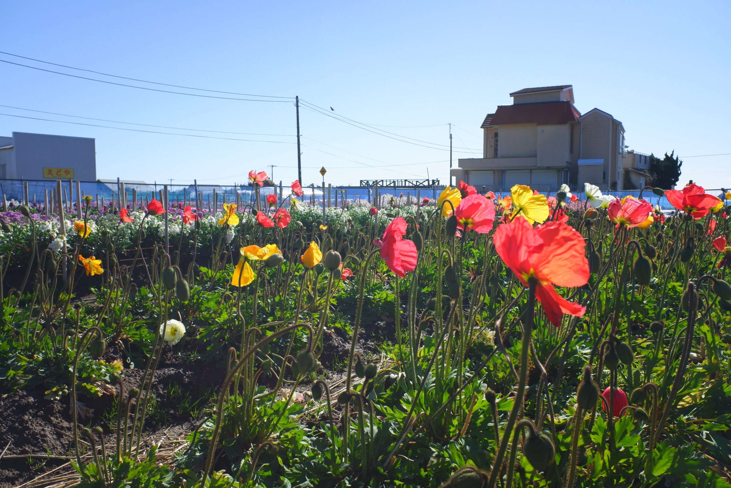 Shiramazu Flower Fields