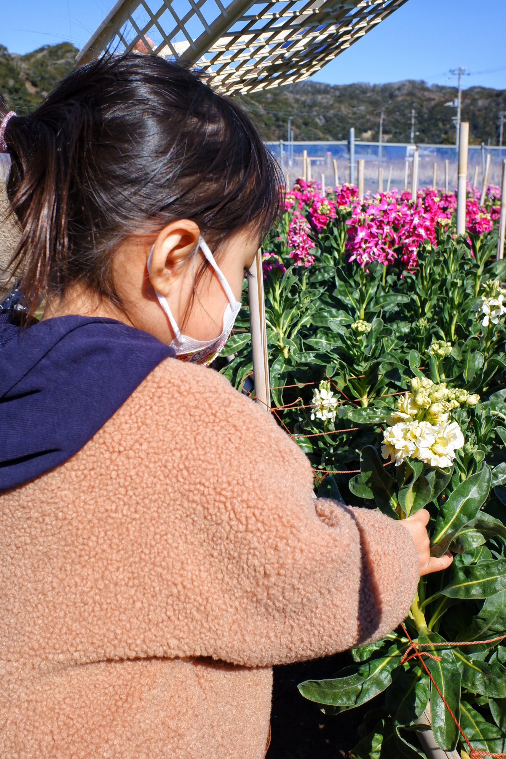 Picking flowers at Shiramazu Flower Fields