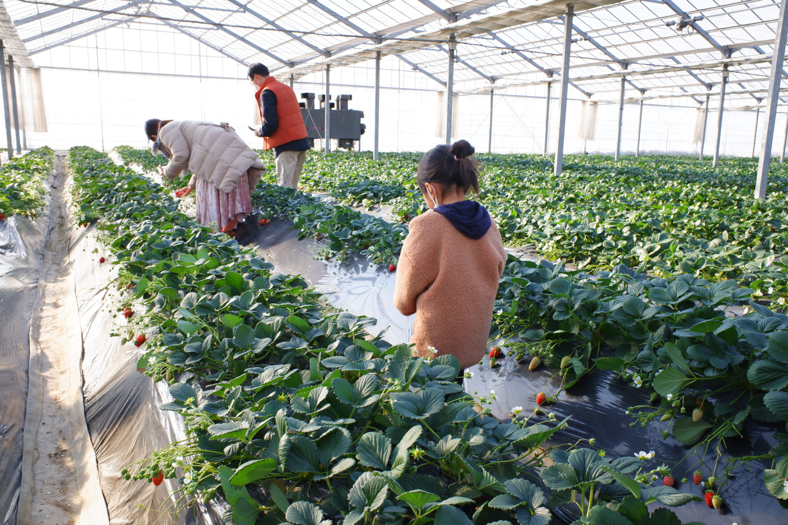 Inside the greenhouse at Sato no MUJI Minnami no Sato, where visitors can enjoy picking strawberries and tomatoes