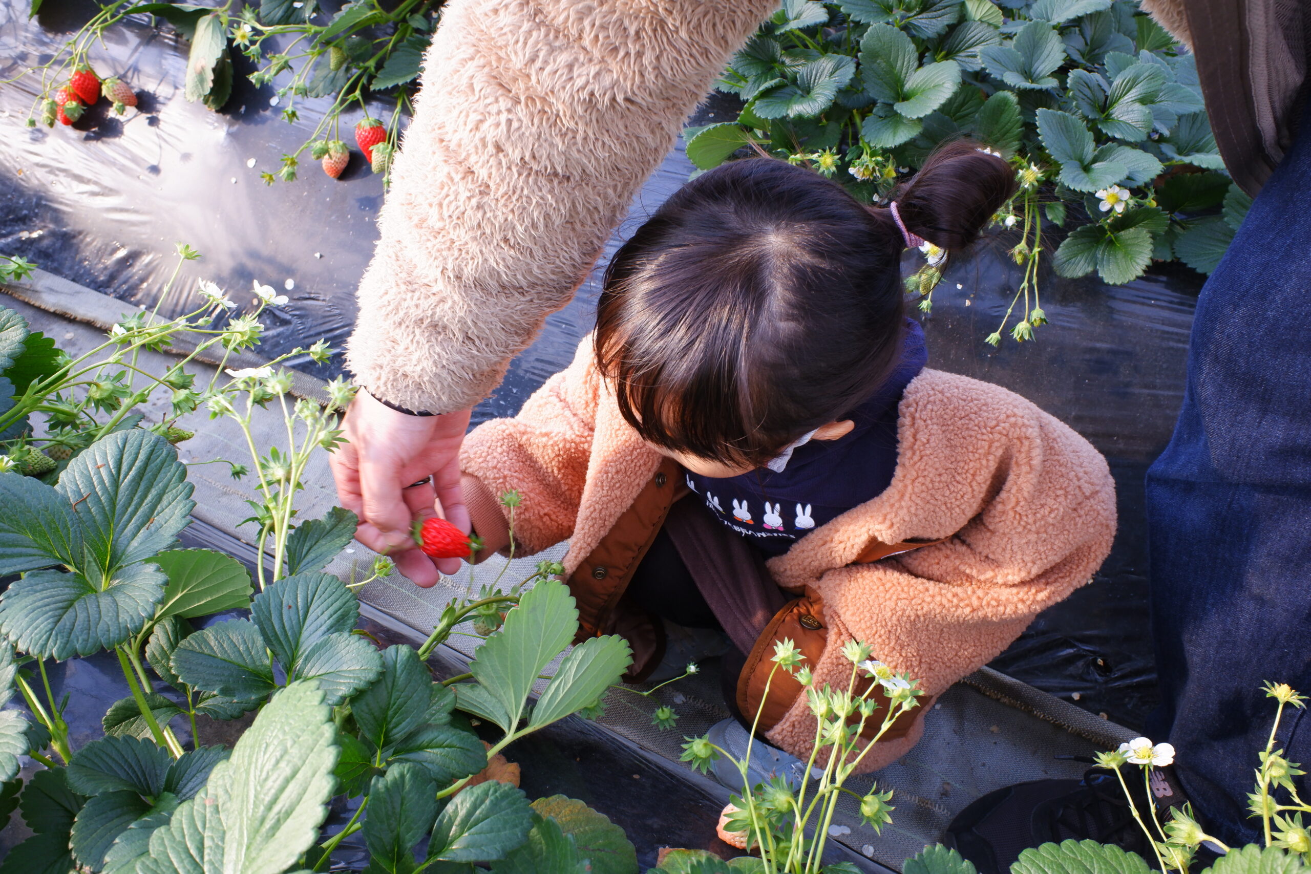 Our daughter enjoying strawberry picking at Sato no MUJI Minnami no Sato